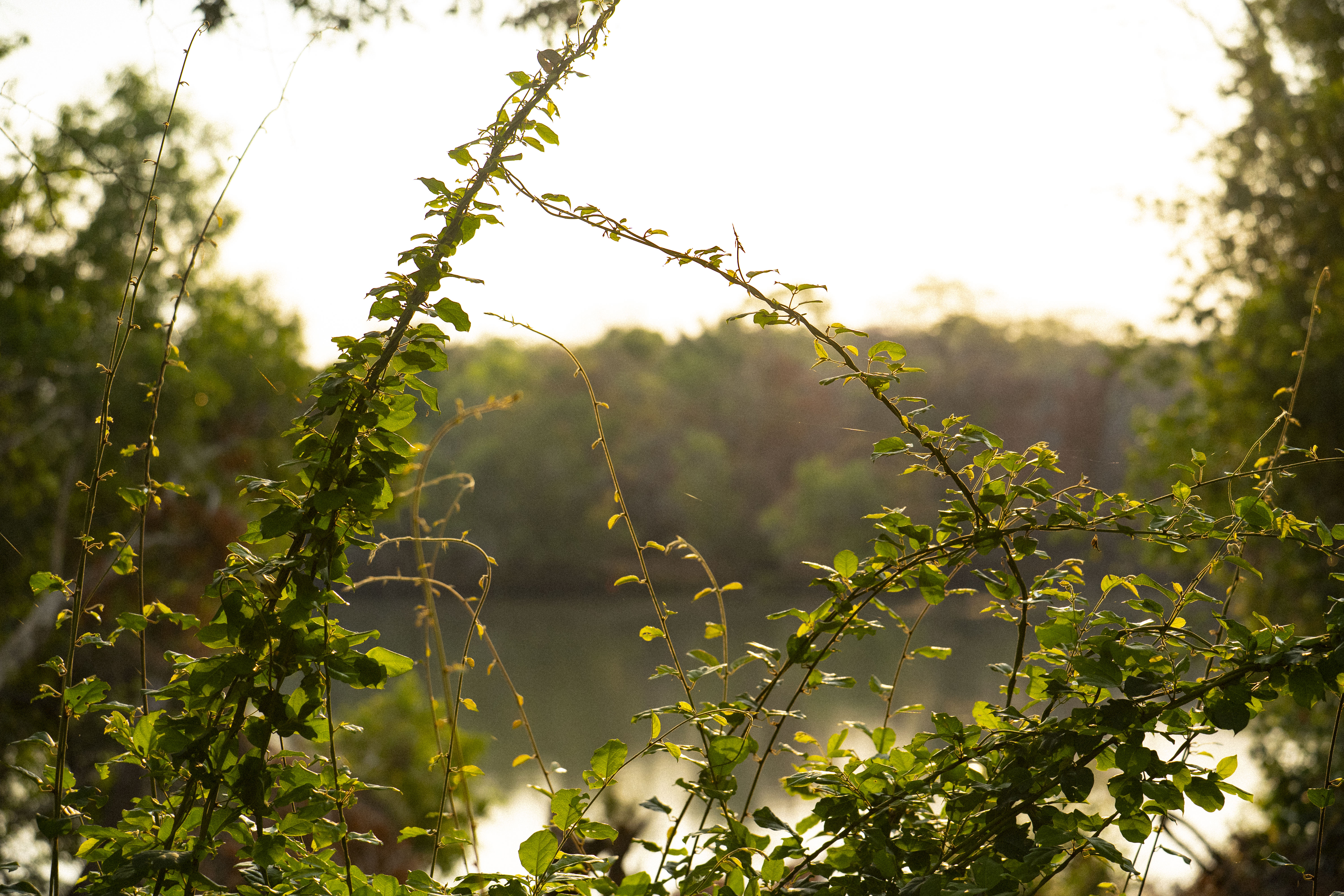 Riverside greenery glowing in the evening light