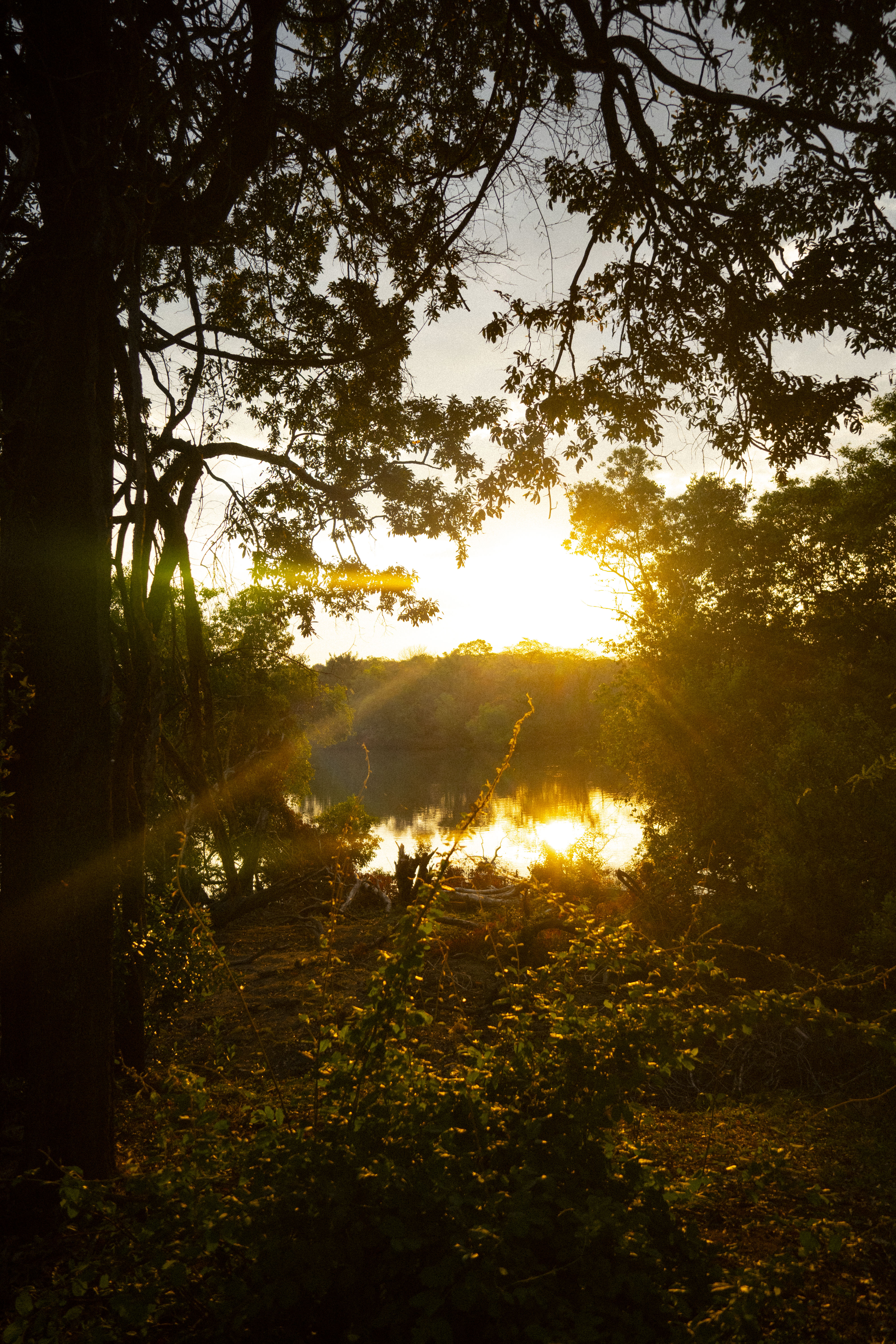 Golden sunset through the trees over the river