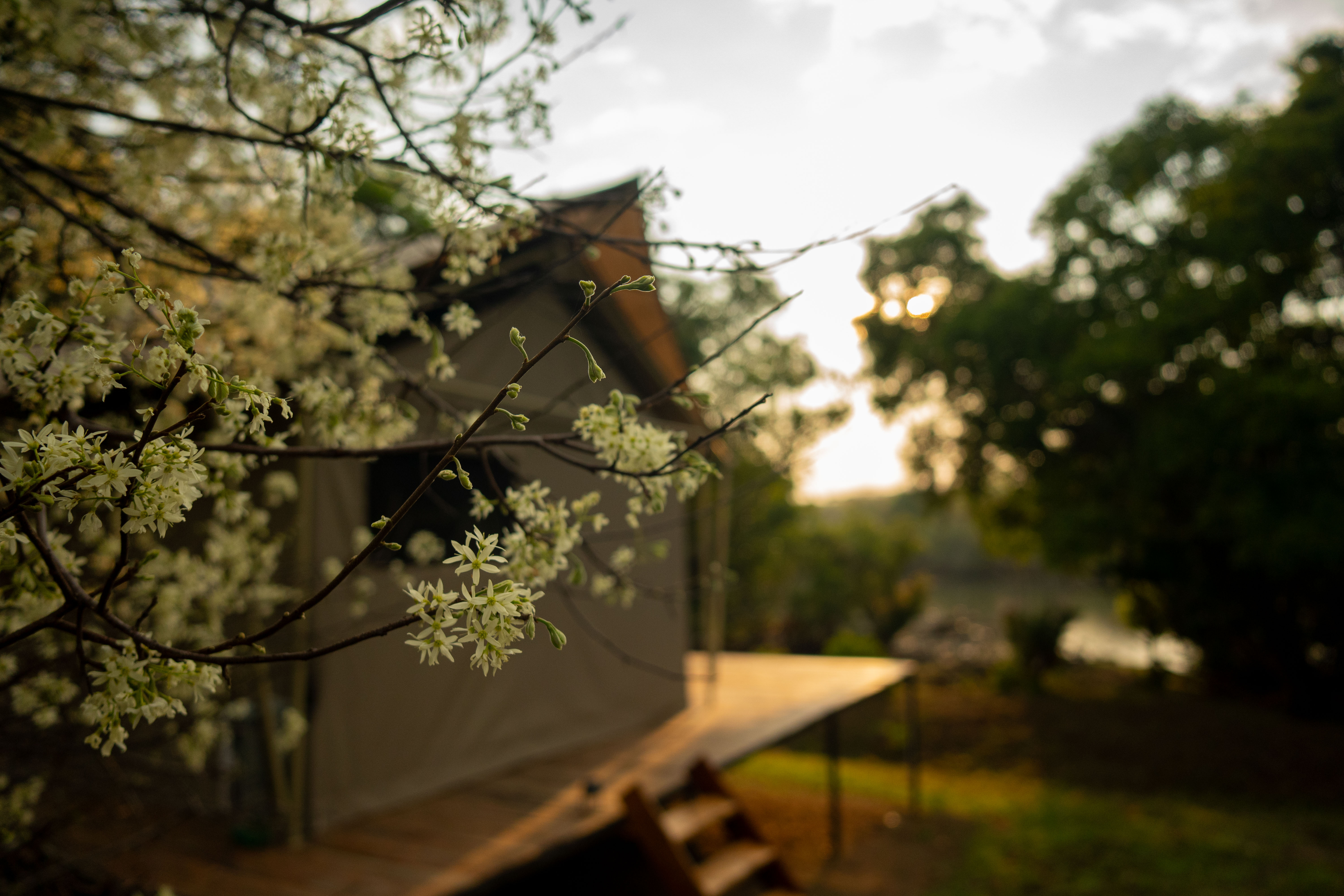 White blossoms in soft focus with a safari tent in the background