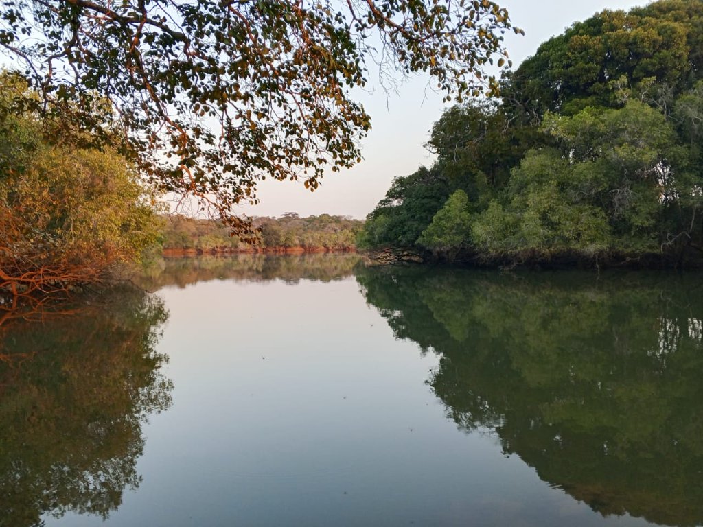 Serene river framed by overhanging branches