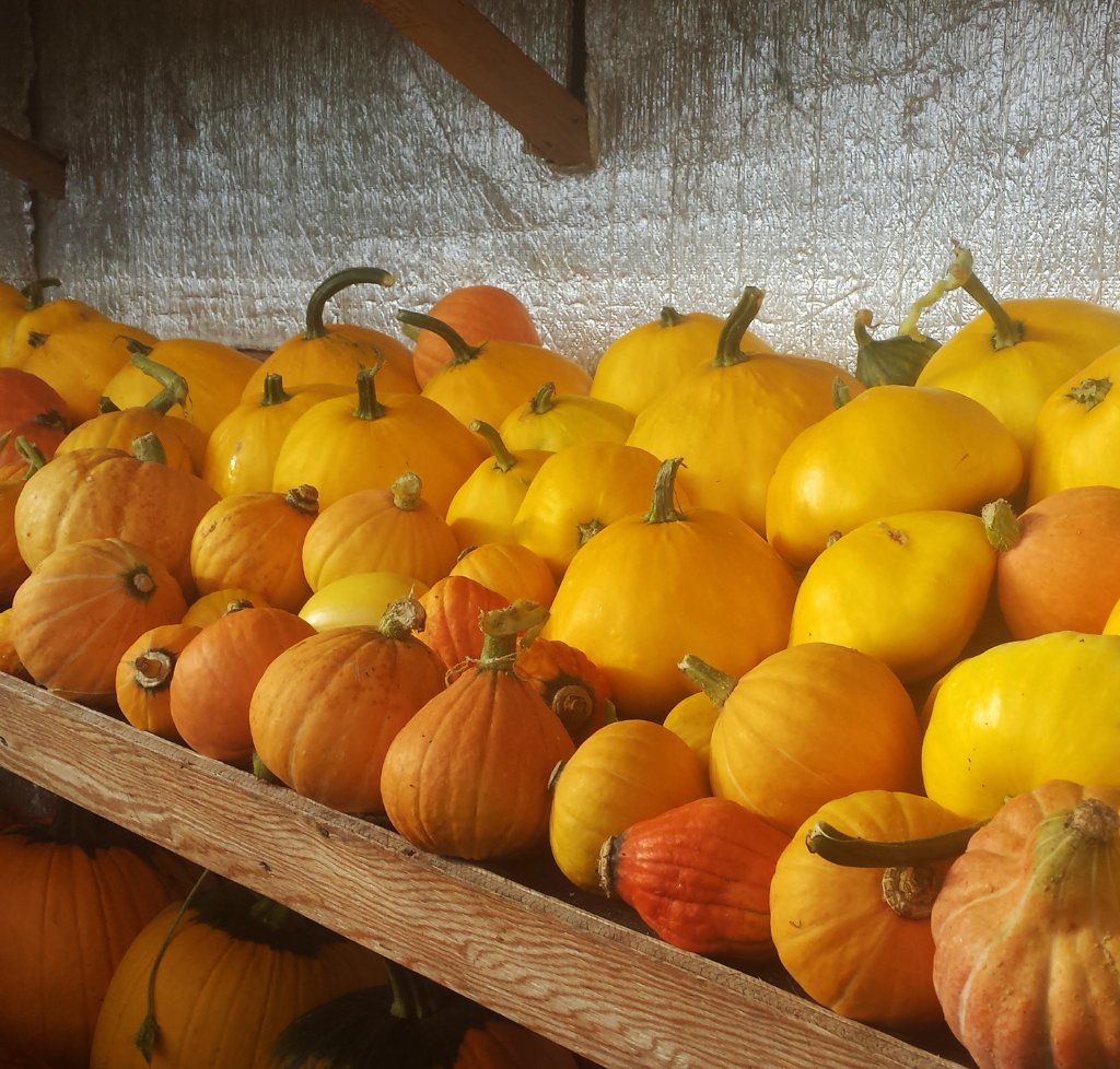 Harvest pumpkins and squash