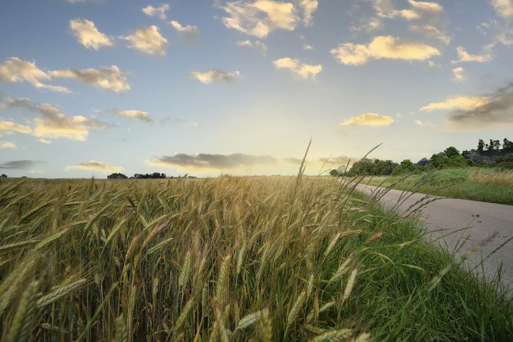 Farm field at sunset
