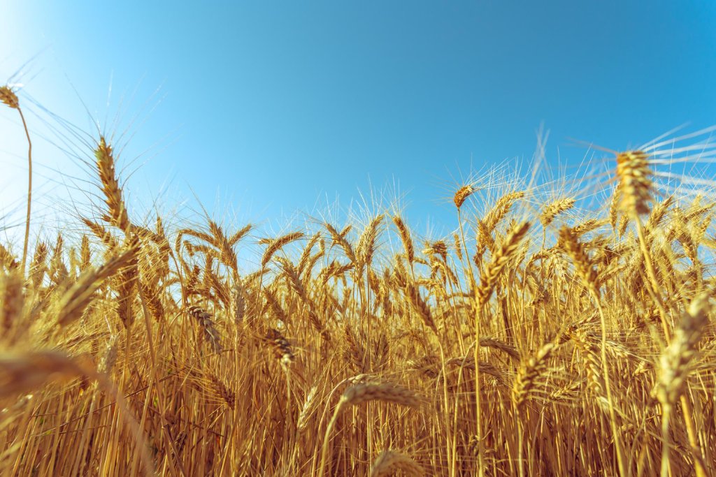 Golden wheat field