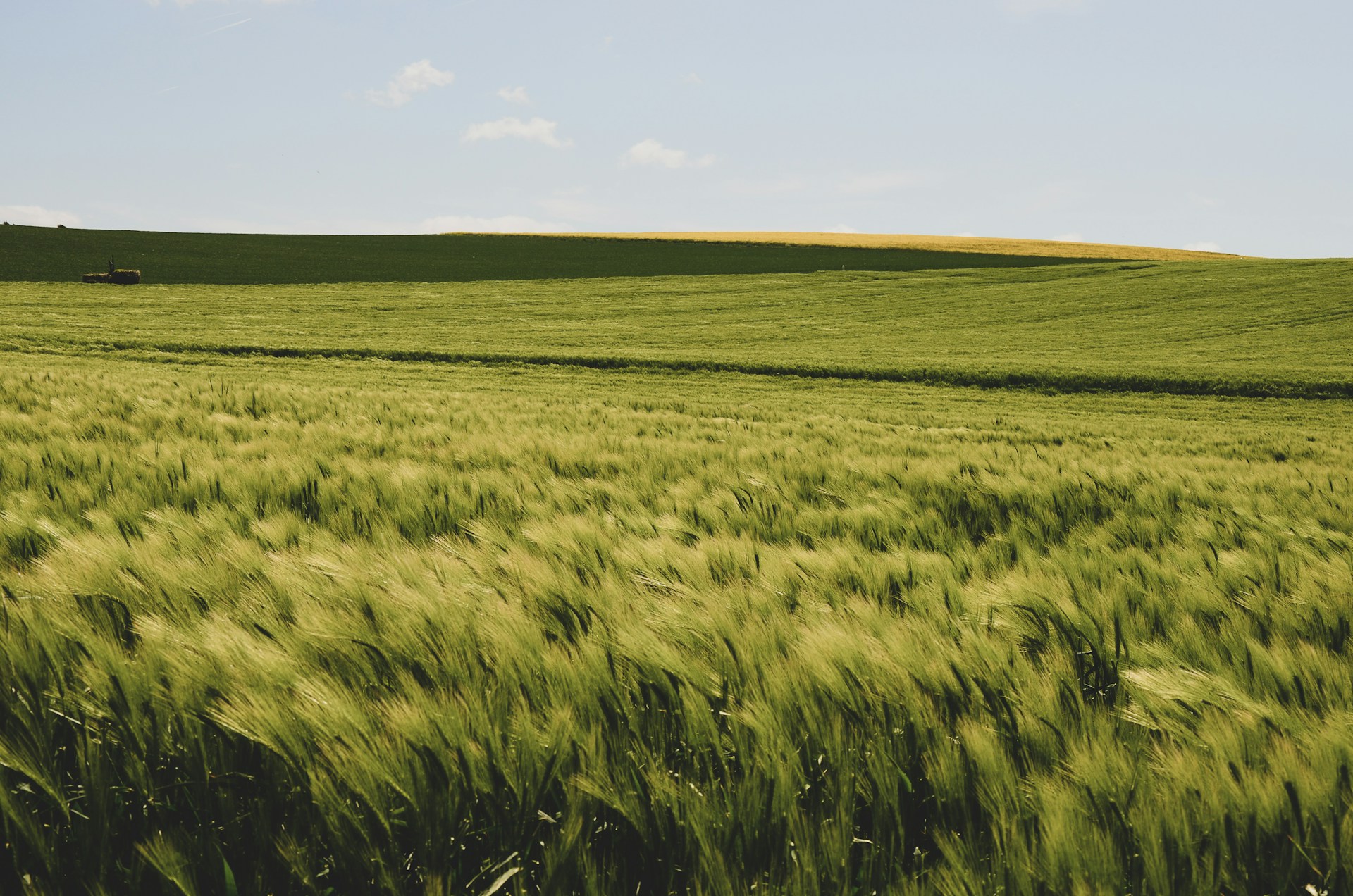 Lush green grass field showcasing organic fertilizer results