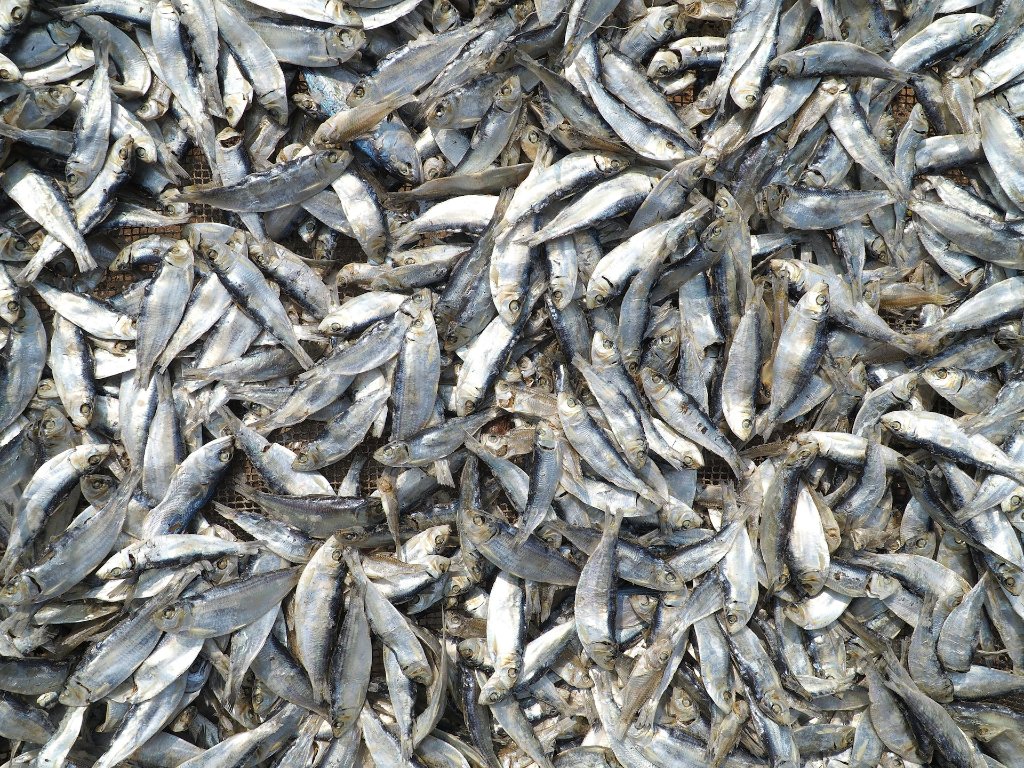 Fresh fish — fertilizer source