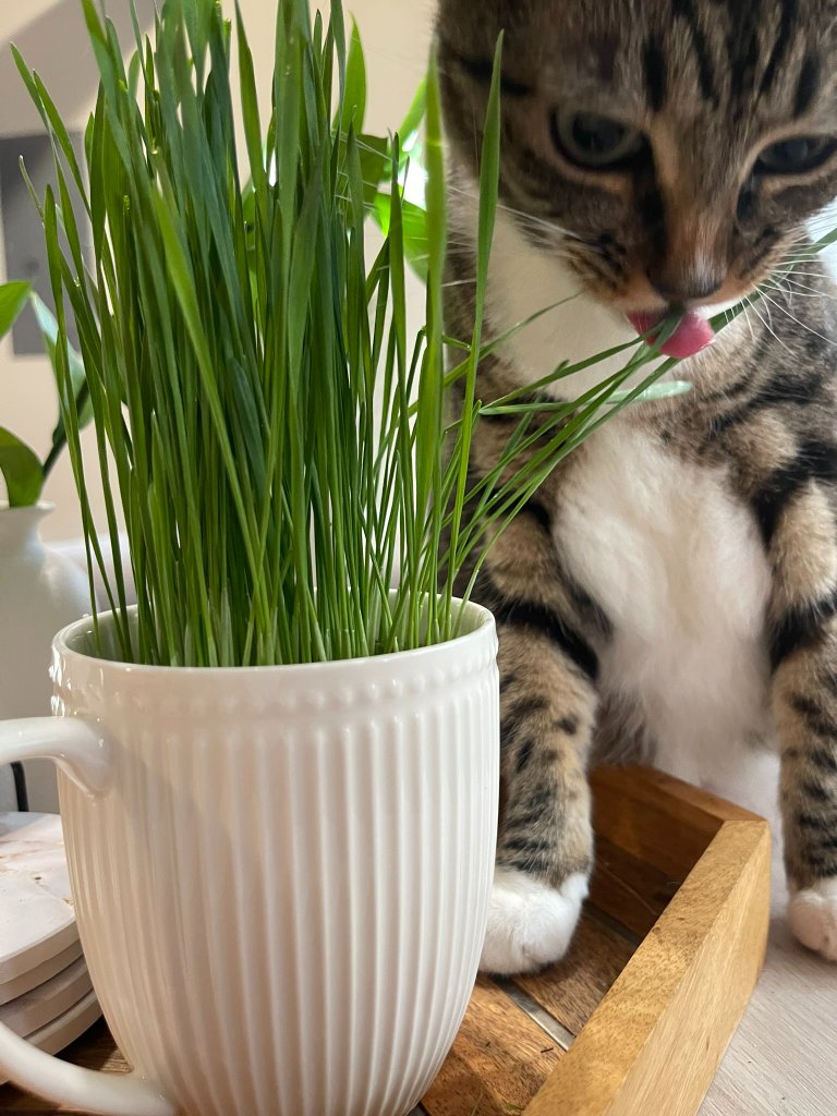 Pet Grass