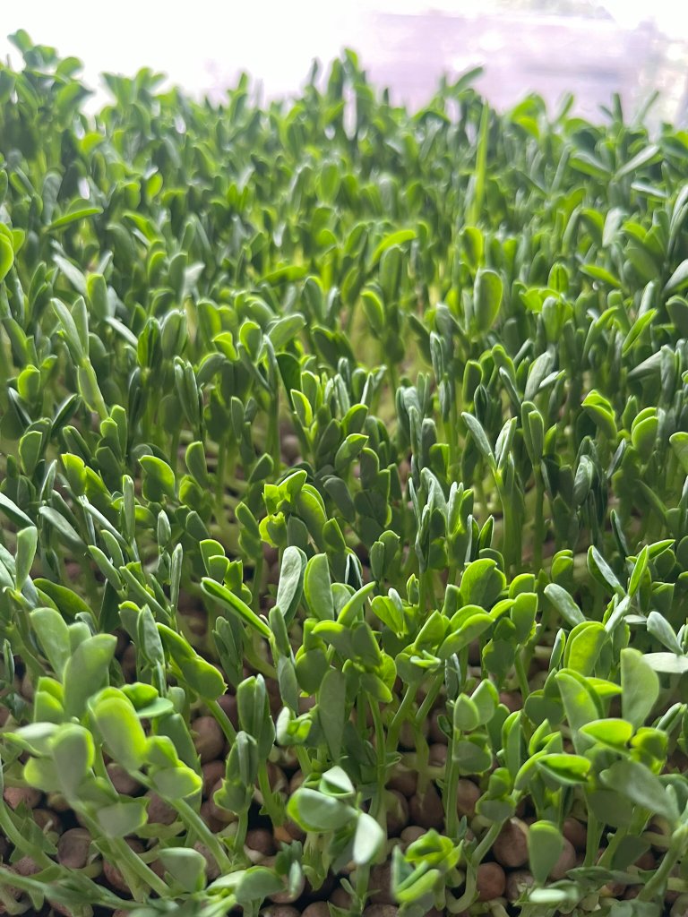 Pea