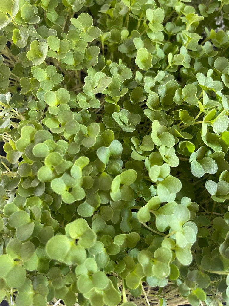 Broccoli