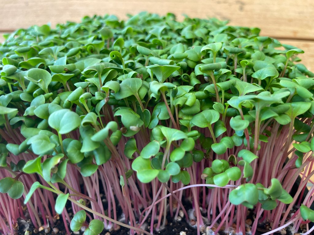 Radish