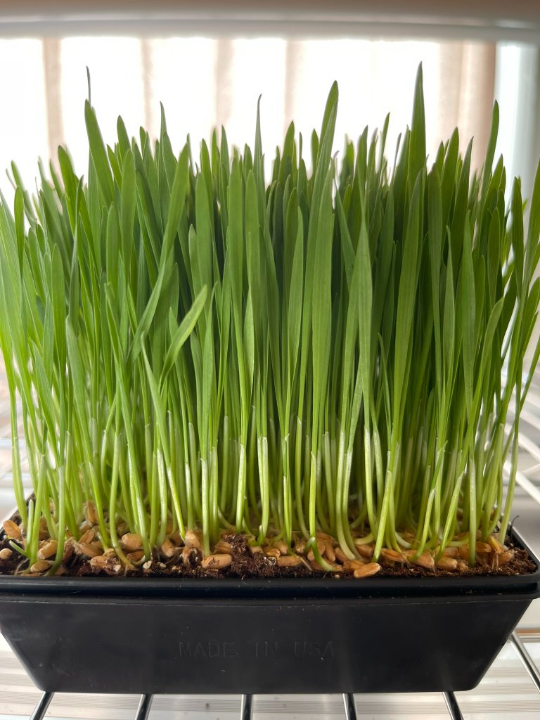 Wheatgrass