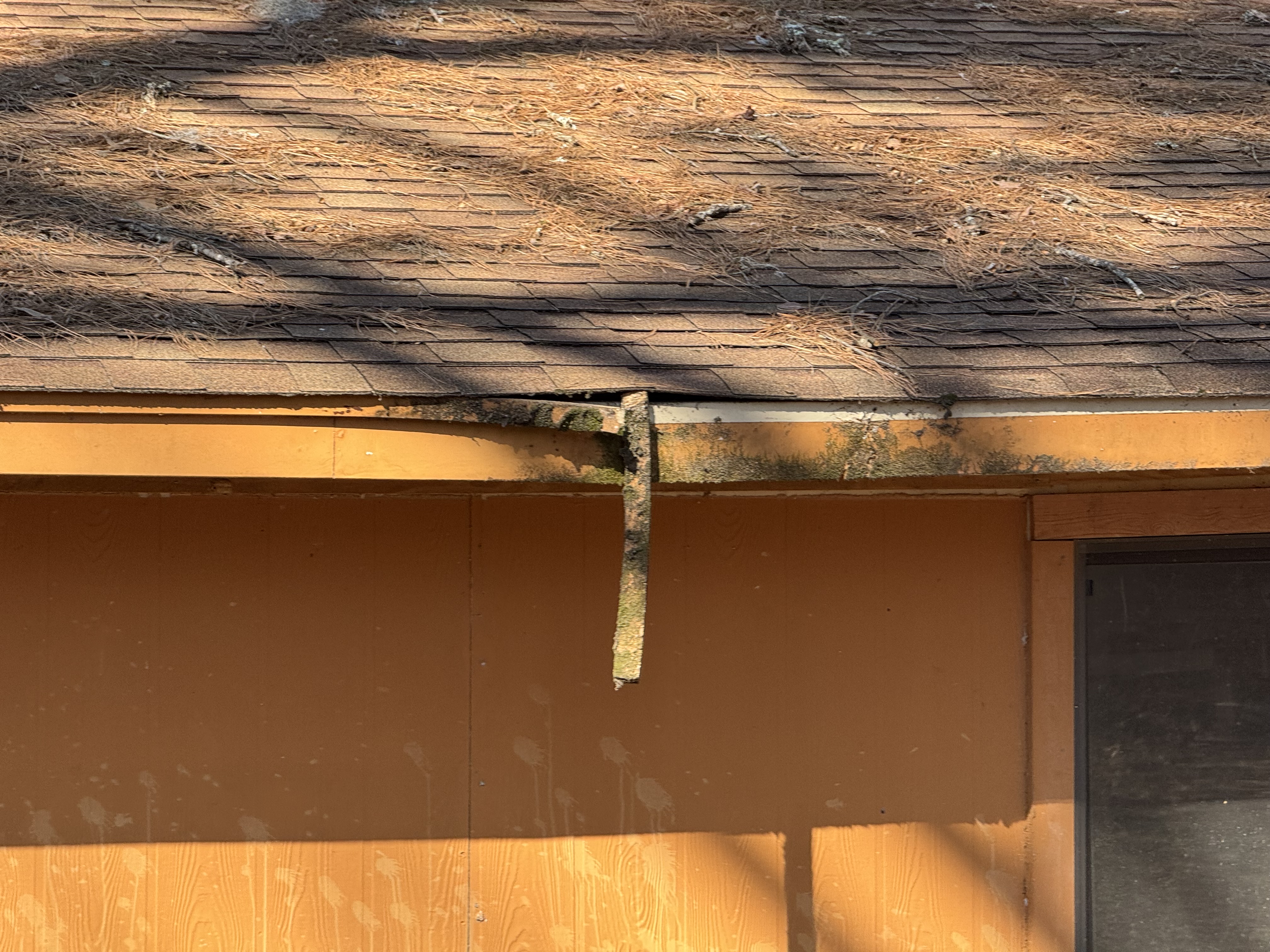 Detached fascia trim with pine needle buildup and rot