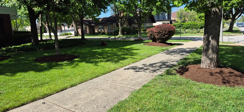 The Henderson Family's yard