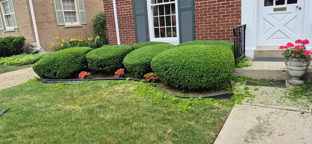 Hedge & Shrub Trimming