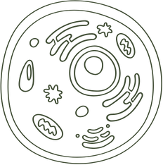 Methylation & Cell Health (Folate)