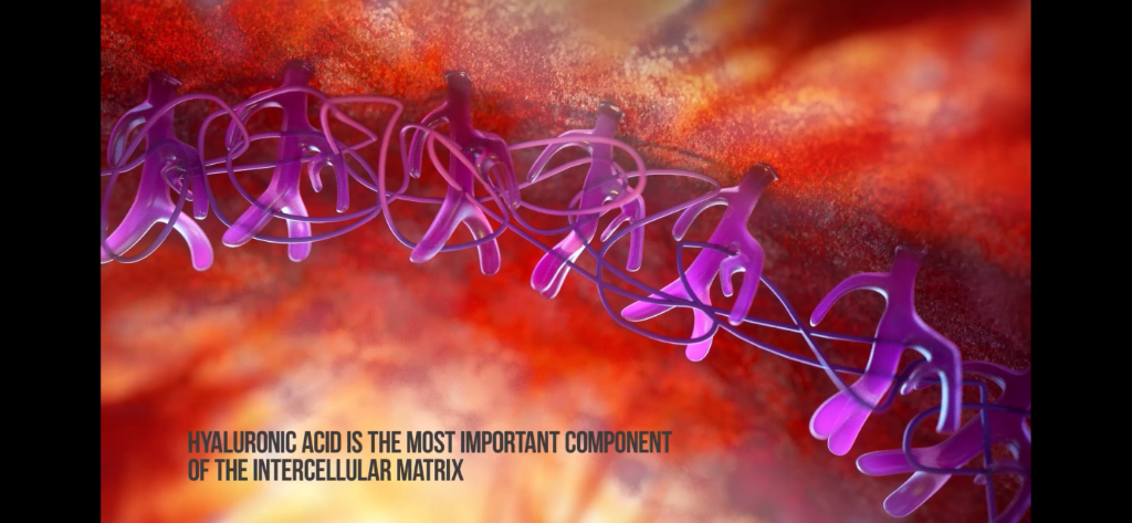 Hyaluronic acid intercellular matrix visualisation