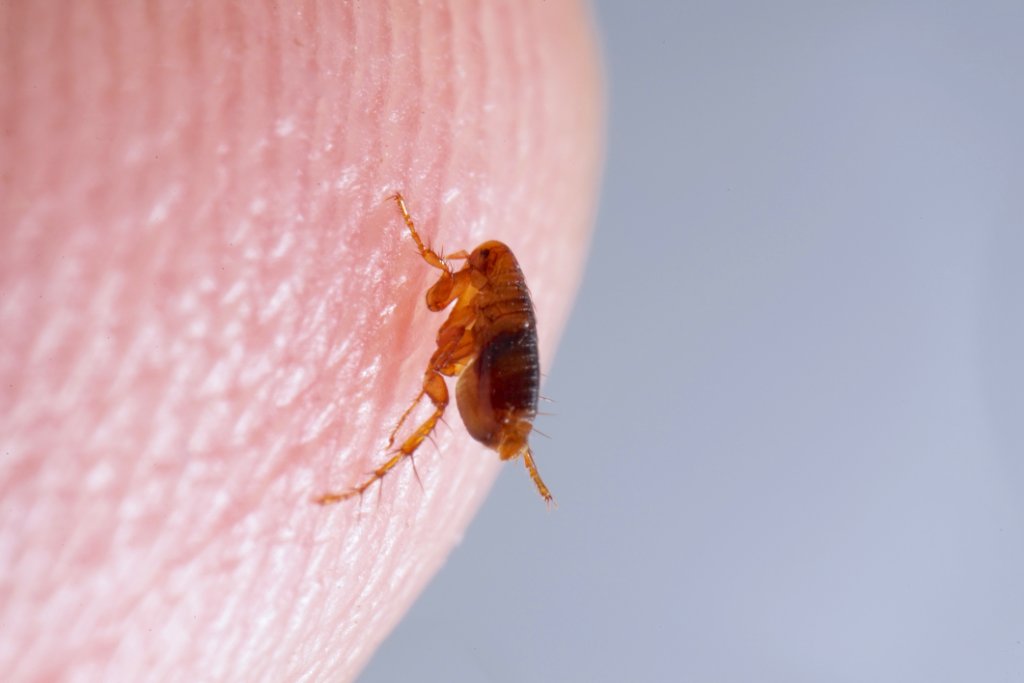 Flea Control — BetterScapes