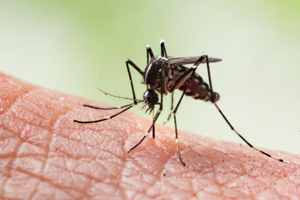 Mosquito Control — BetterScapes