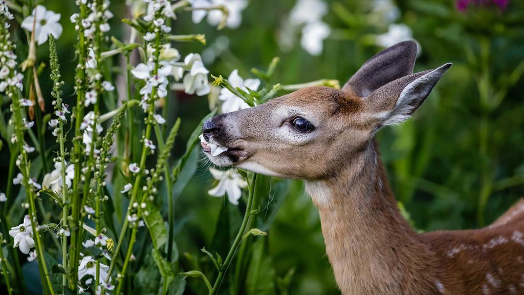 Deer Management — BetterScapes