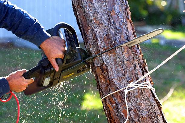 Large & Small Tree Removal — BetterScapes