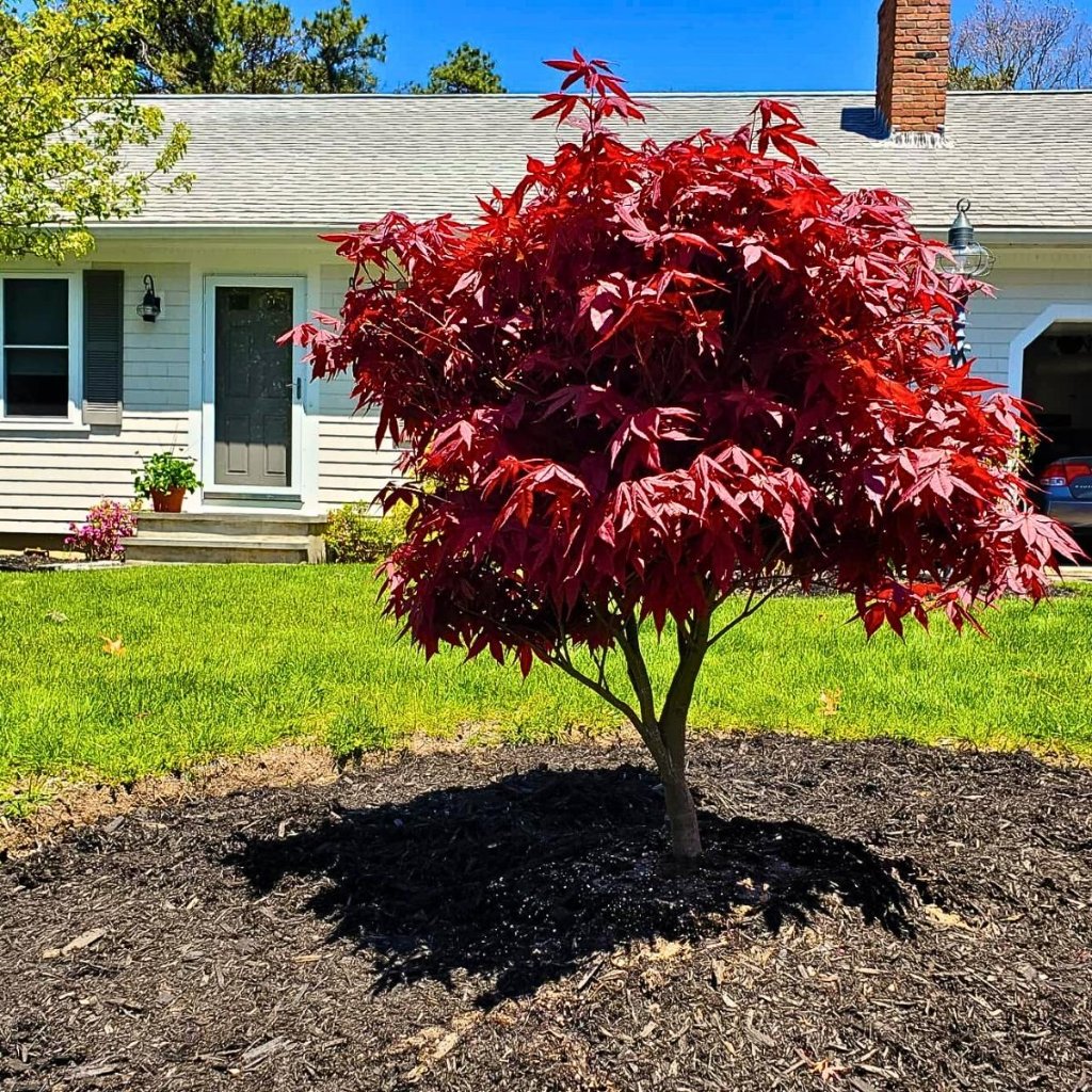 Tree & Shrub Growth Regulator — BetterScapes