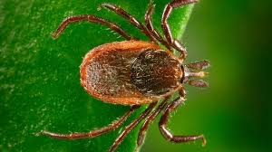 Tick Control — BetterScapes