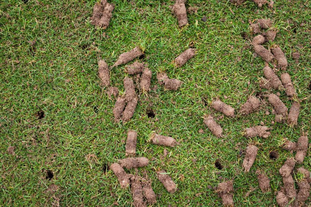 Aeration & Seeding — BetterScapes