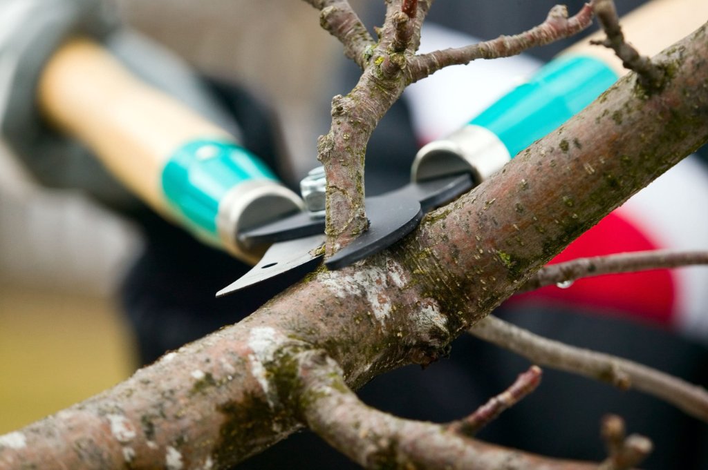 Trimming & Pruning — BetterScapes