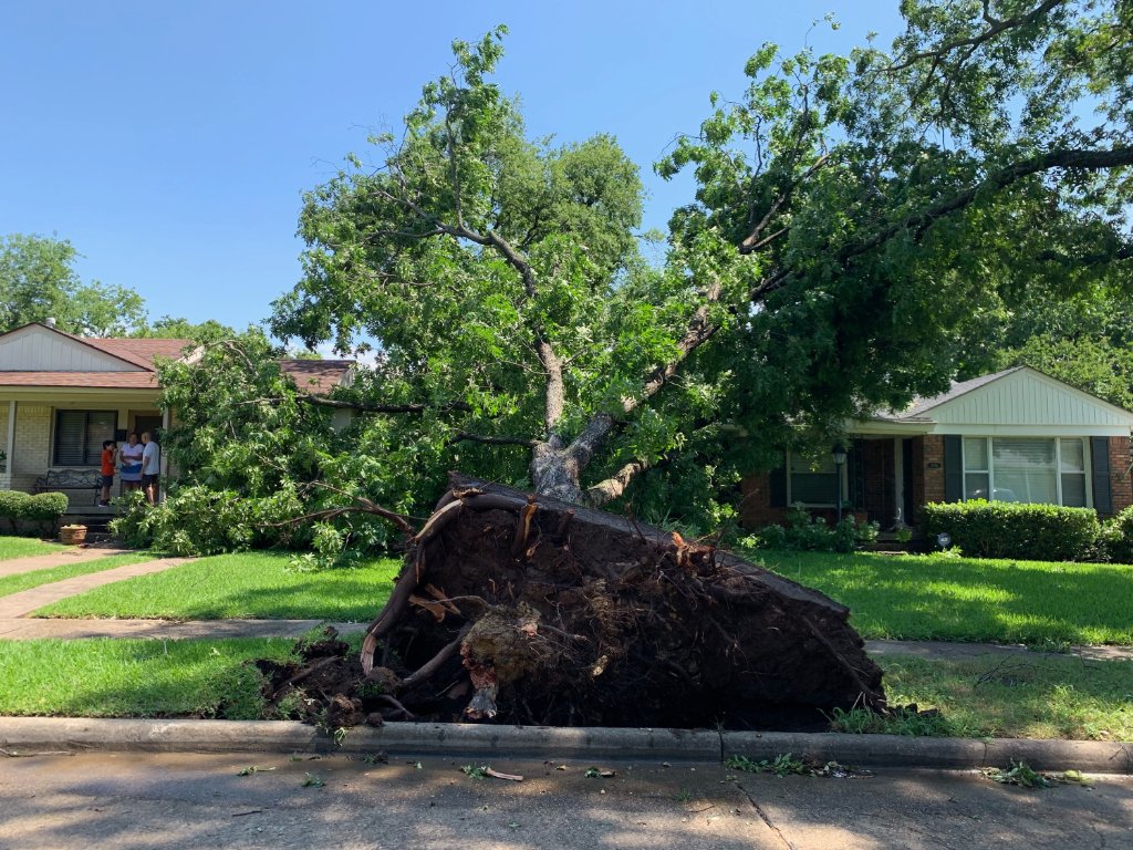 Emergency Tree Work — BetterScapes