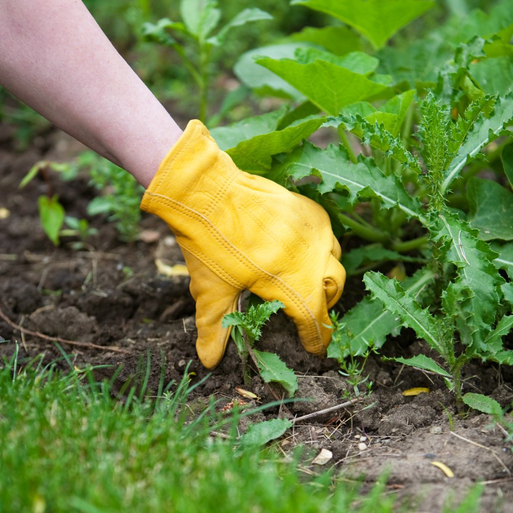 Bed Weeding Program — BetterScapes