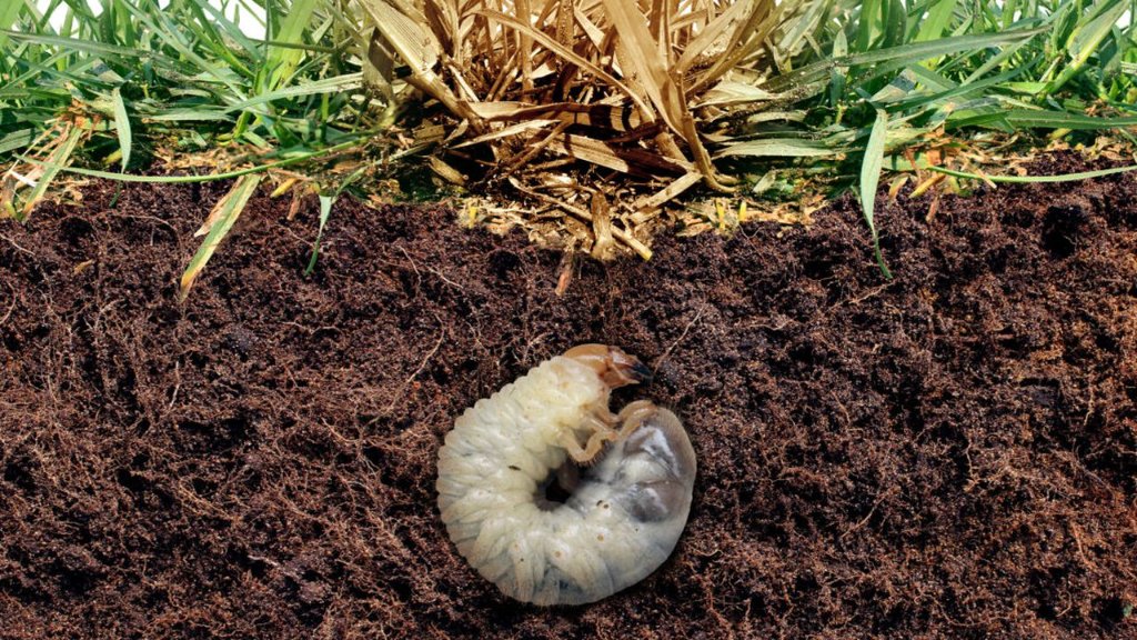 Lawn Insects & Grub Control — BetterScapes