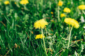 Lawn Weeds & Diseases — BetterScapes