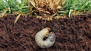 White grubs in soil