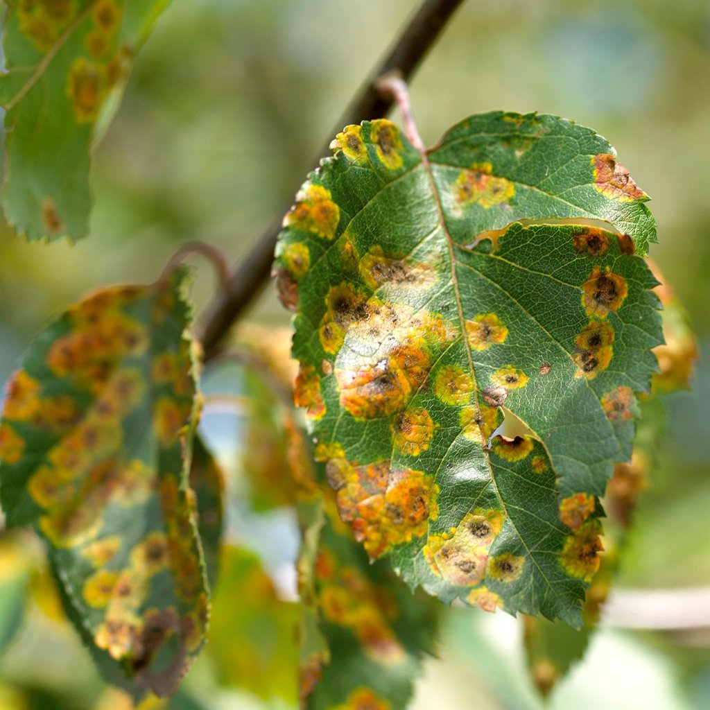 Insect and Disease Management — BetterScapes