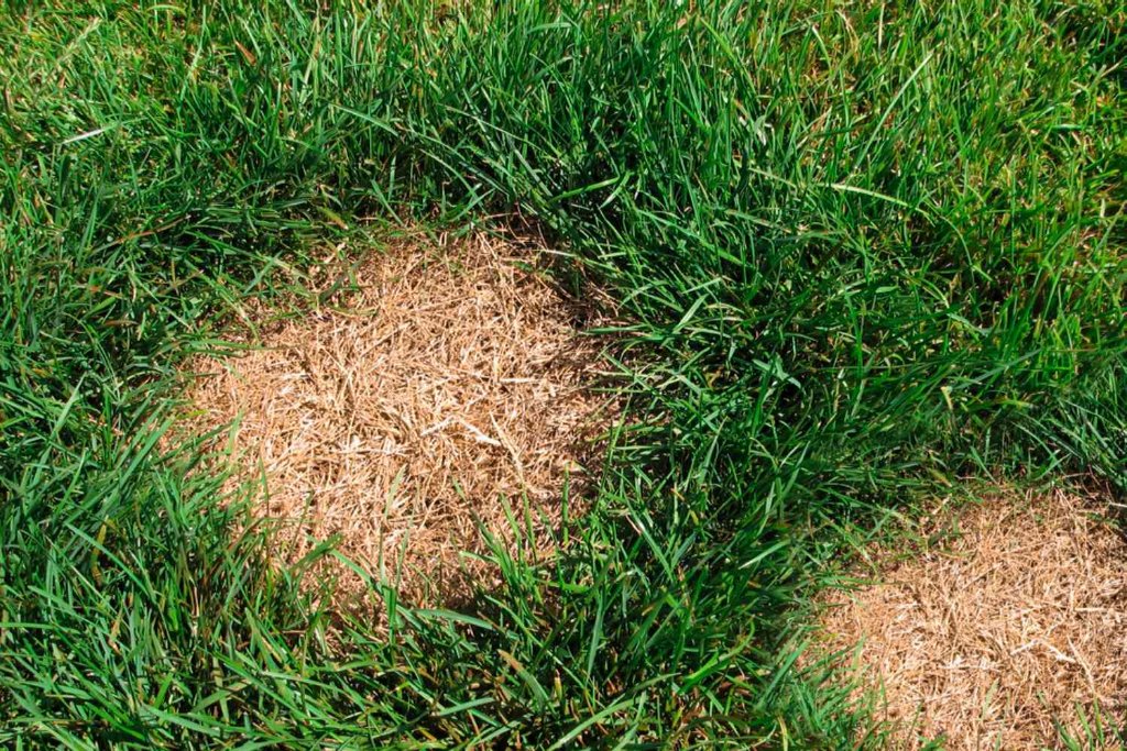 Dead or Brown Spots in Your Lawn? — BetterScapes