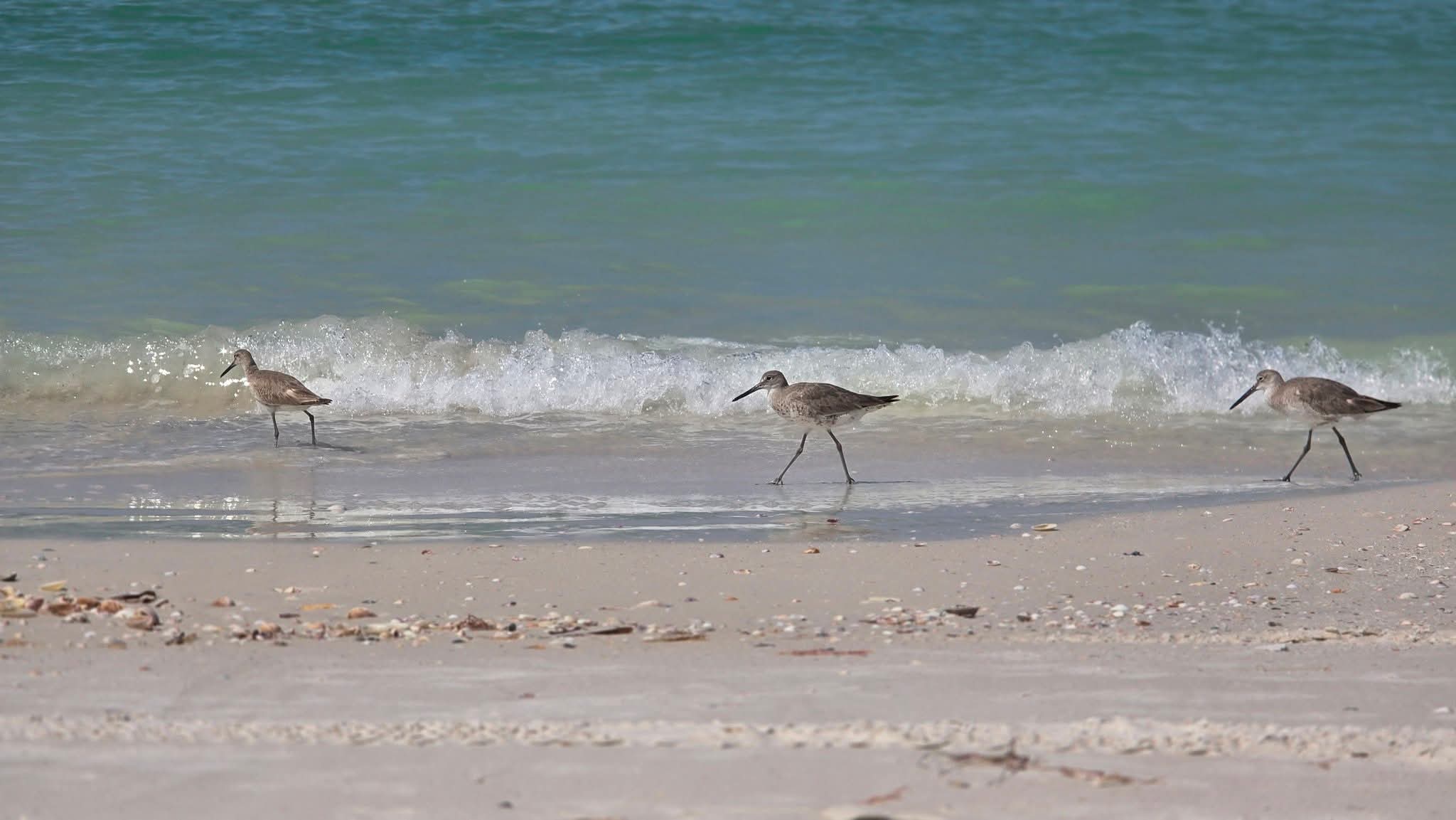 Amanda Crescenzo - That Gulf Coast Girl cover photo