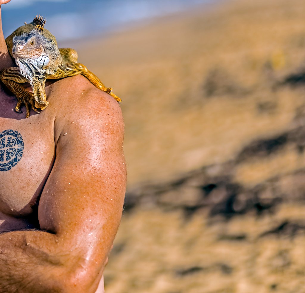 Iguane & Tatouage