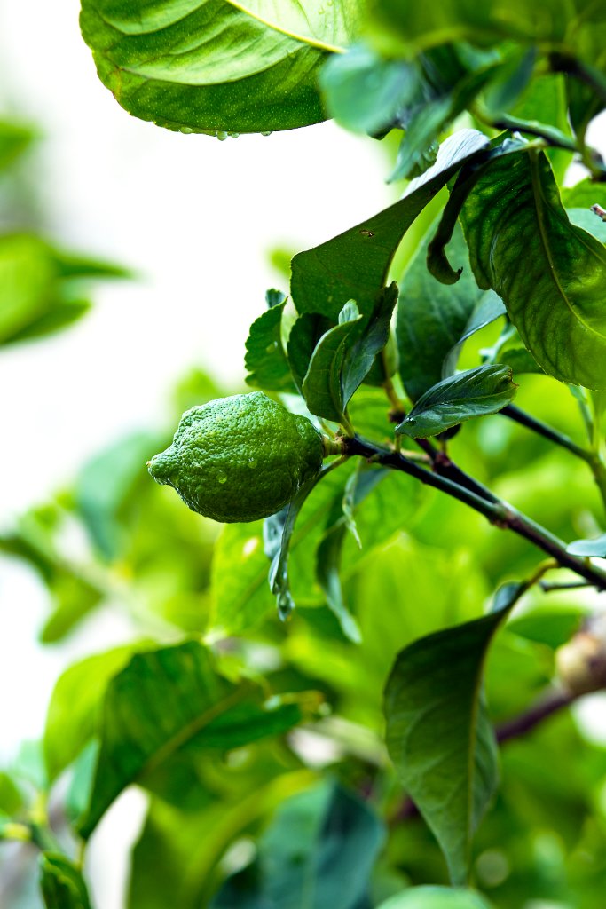 Citron Vert — Jardin Tropical