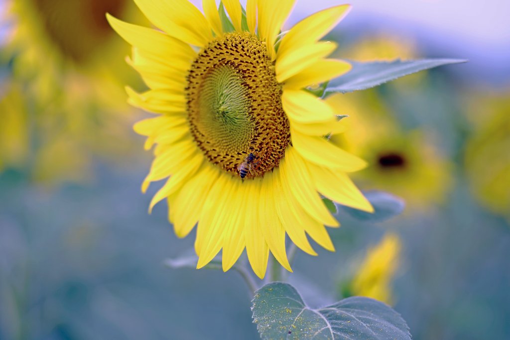 Tournesol & Abeille