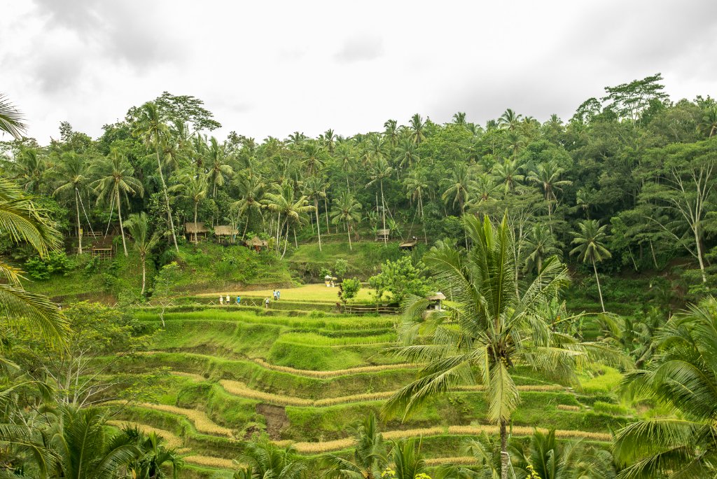 Rizières en Terrasses — Ubud