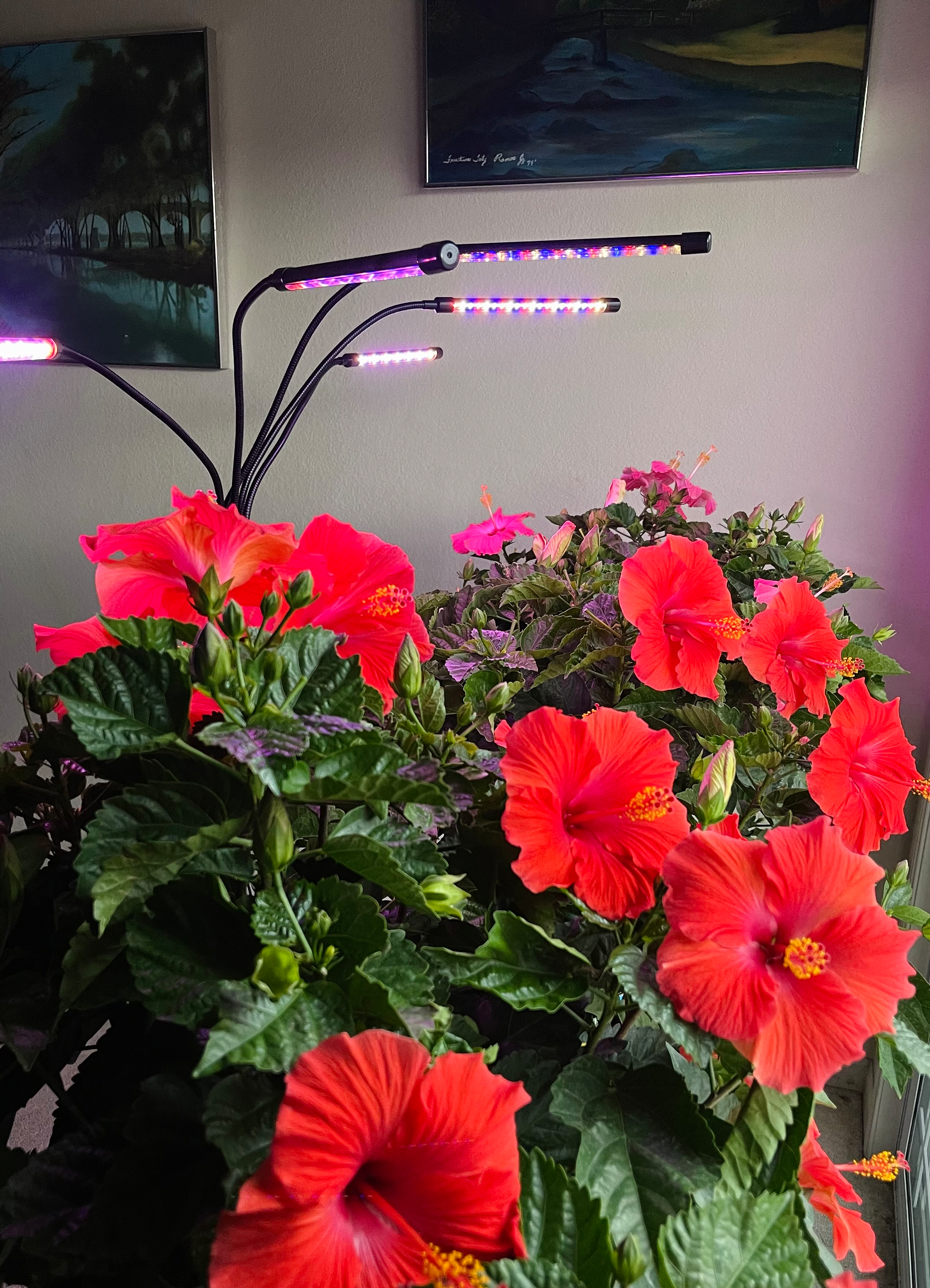 Blooming red hibiscus plants under grow light
