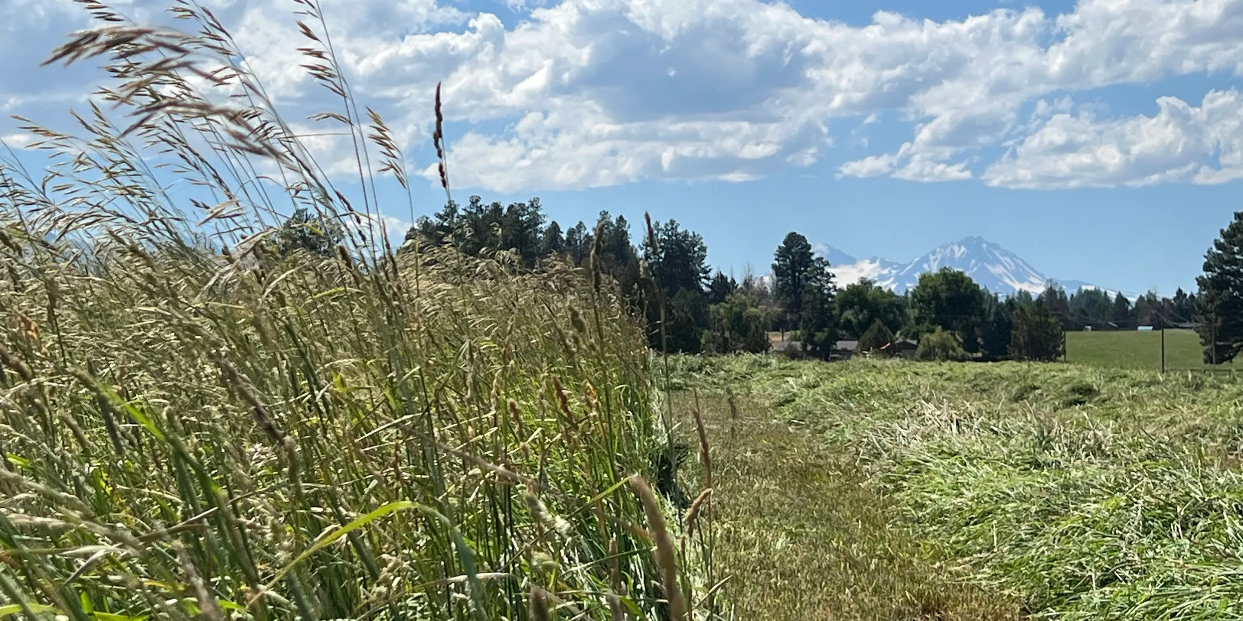 Central Oregon hay field