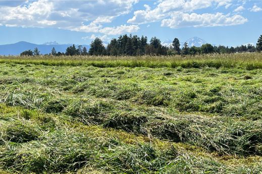 Central Oregon hay field 5