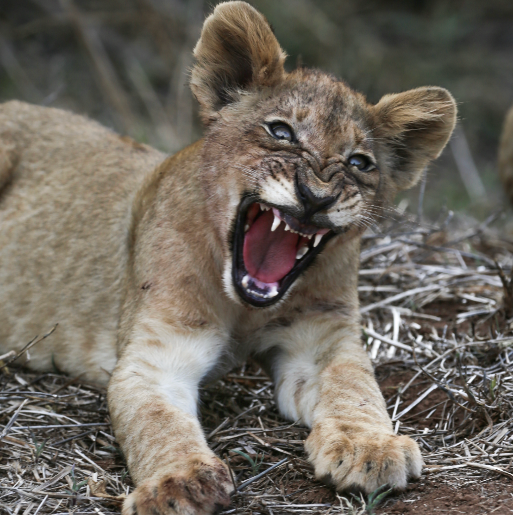 Lion cub