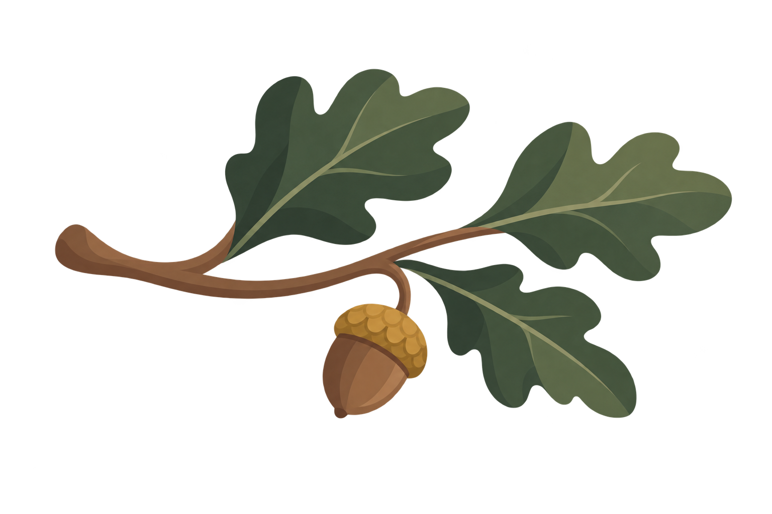 An oak branch with leaves and an acorn