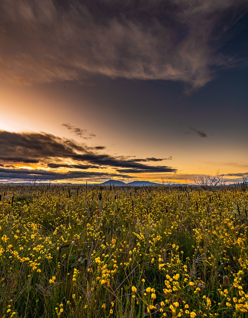 Golden fields at dusk
