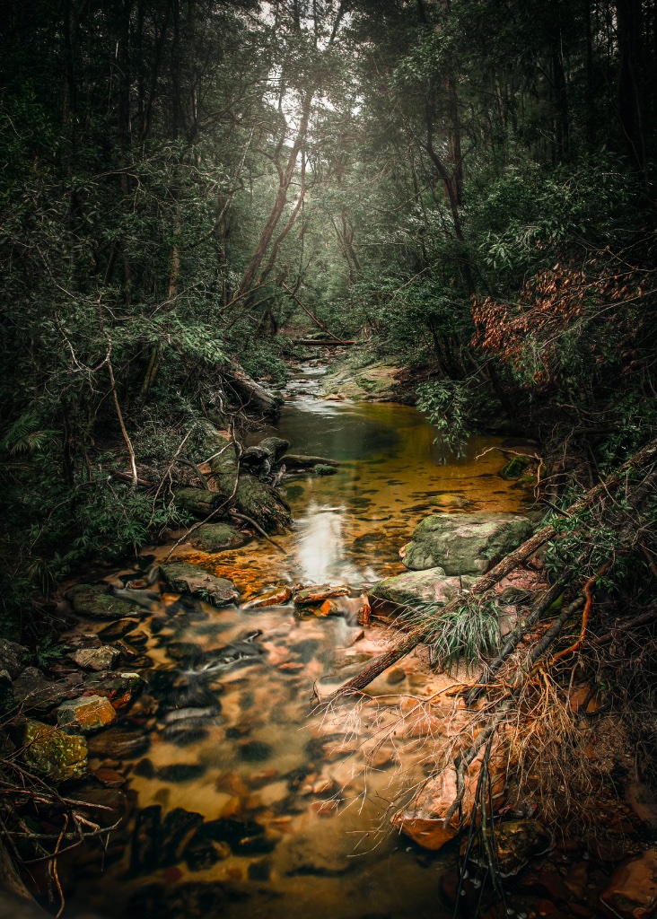Forest creek