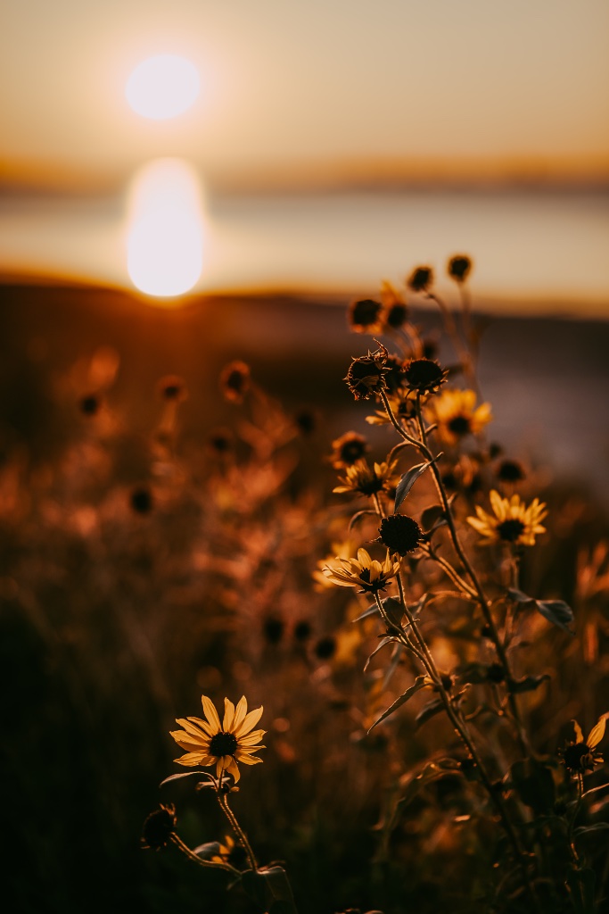 Wildflowers at sunset