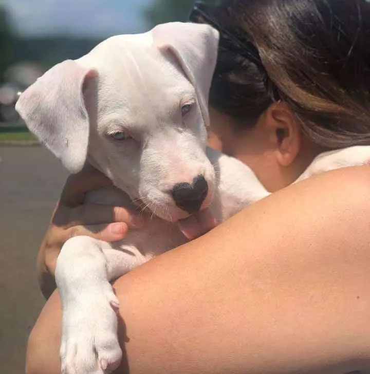 Person holding a puppy
