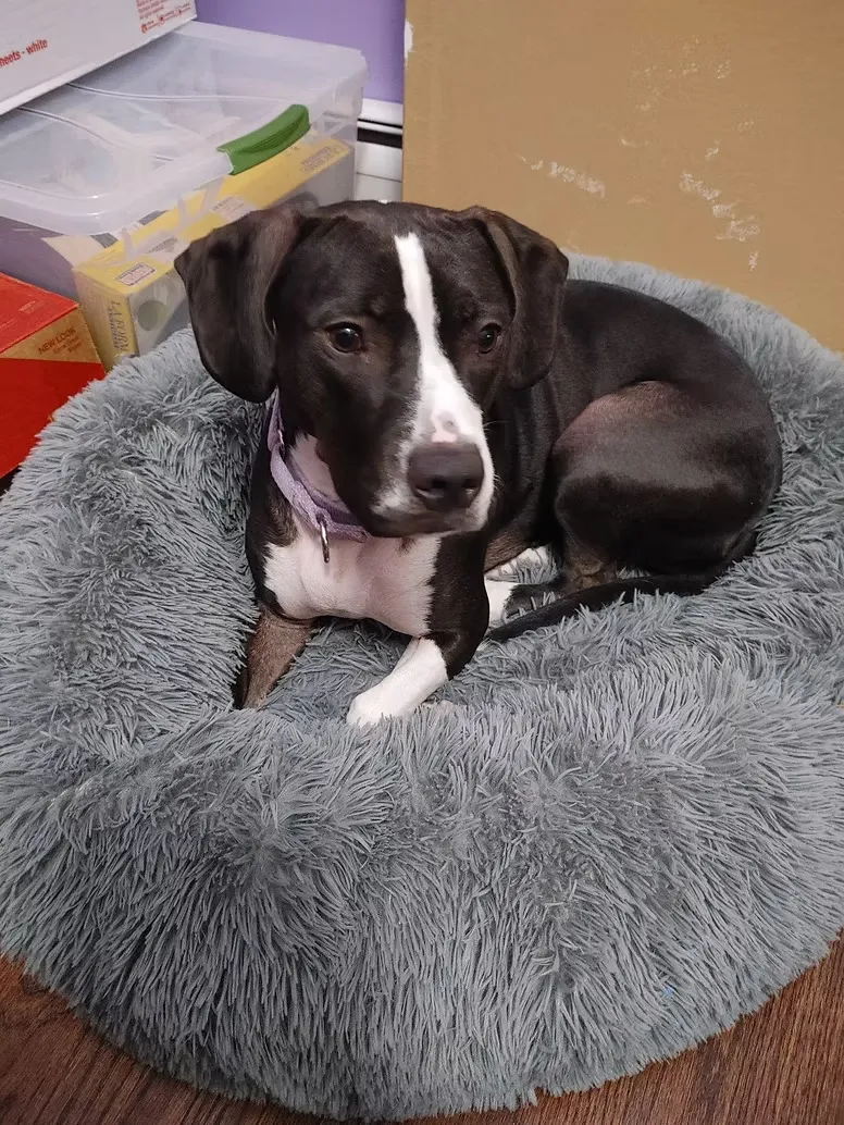 Penny — dark dog with white markings resting in a fluffy dog bed