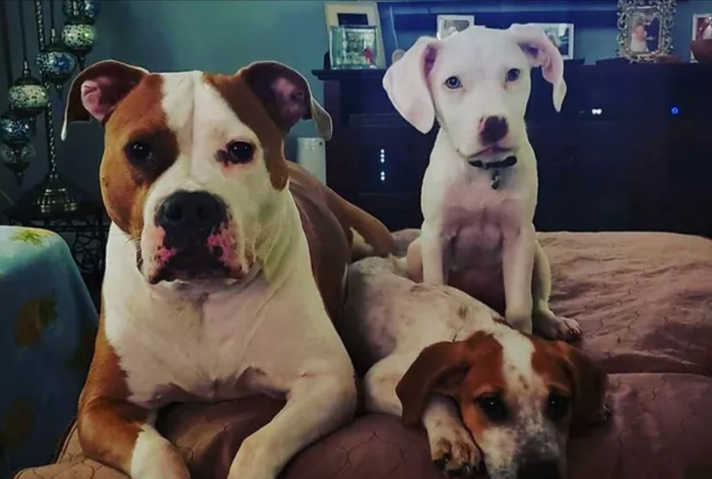 Foster dogs — Bubbie's Place